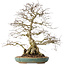 Carpinus coreana, 55 cm, ± 60 jaar oud, met een nebari van 24 cm