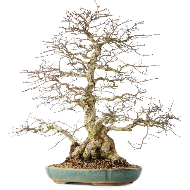 Carpinus coreana, 55 cm, ± 60 años, con un nebari de 24 cm