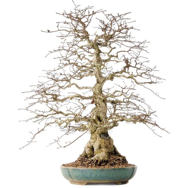 Carpinus coreana, 55 cm, ± 60 anni, con un nebari di 24 cm