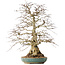 Carpinus coreana, 55 cm, ± 60 Jahre alt, mit einem Nebari von 24 cm