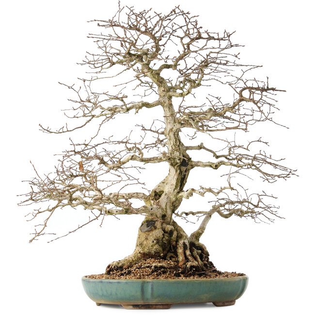 Carpinus coreana, 55 cm, ± 60 ans, avec un nebari de 24 cm