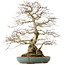 Carpinus coreana, 55 cm, ± 60 anni, con un nebari di 24 cm