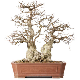Carpinus coreana, 45 cm, ± 50 jaar oud