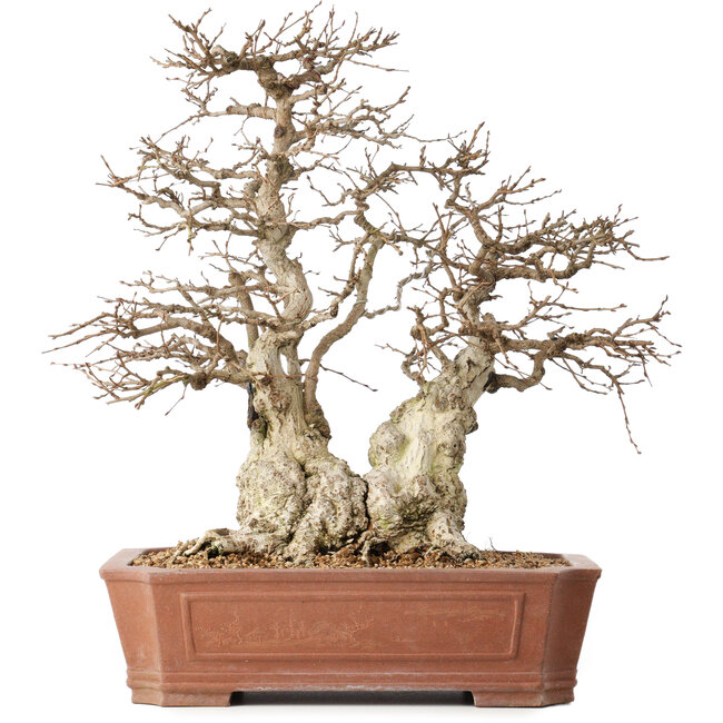 Carpinus coreana, 45 cm, ± 50 years old, in a pot with a small chip of the edge