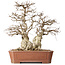 Carpinus coreana, 45 cm, ± 50 years old, in a pot with a small chip of the edge