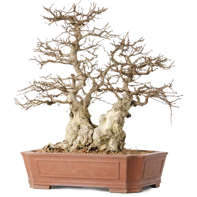 Carpinus coreana, 45 cm, ± 50 Jahre alt, in einem Topf mit einem kleinen Abplatzer am Rand