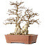 Carpinus coreana, 45 cm, ± 50 years old, in a pot with a small chip of the edge