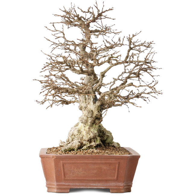 Carpinus coreana, 45 cm, ± 50 Jahre alt, in einem Topf mit einem kleinen Abplatzer am Rand