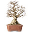 Carpinus coreana, 45 cm, ± 50 years old, in a pot with a small chip of the edge