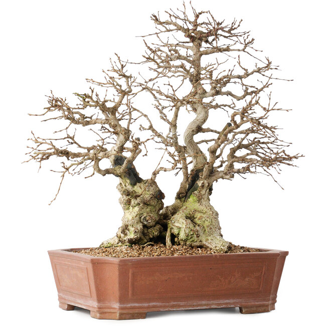 Carpinus coreana, 45 cm, ± 50 anni, in vaso con piccola scheggiatura del bordo