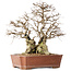 Carpinus coreana, 45 cm, ± 50 ans, en pot avec un petit éclat du bord