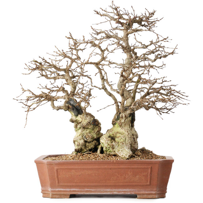 Carpinus coreana, 45 cm, ± 50 ans, en pot avec un petit éclat du bord