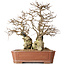 Carpinus coreana, 45 cm, ± 50 years old, in a pot with a small chip of the edge