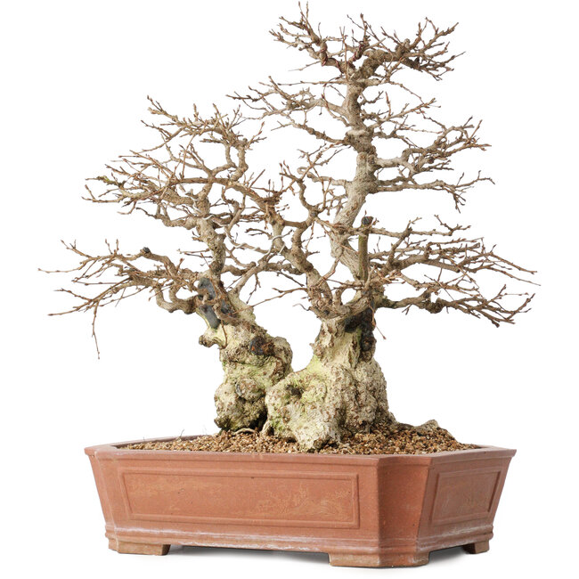 Carpinus coreana, 45 cm, ± 50 ans, en pot avec un petit éclat du bord