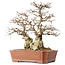 Carpinus coreana, 45 cm, ± 50 years old, in a pot with a small chip of the edge