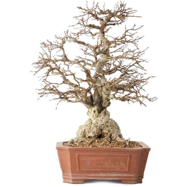 Carpinus coreana, 45 cm, ± 50 jaar oud, in een pot met een klein chipje van de rand