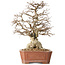 Carpinus coreana, 45 cm, ± 50 years old, in a pot with a small chip of the edge