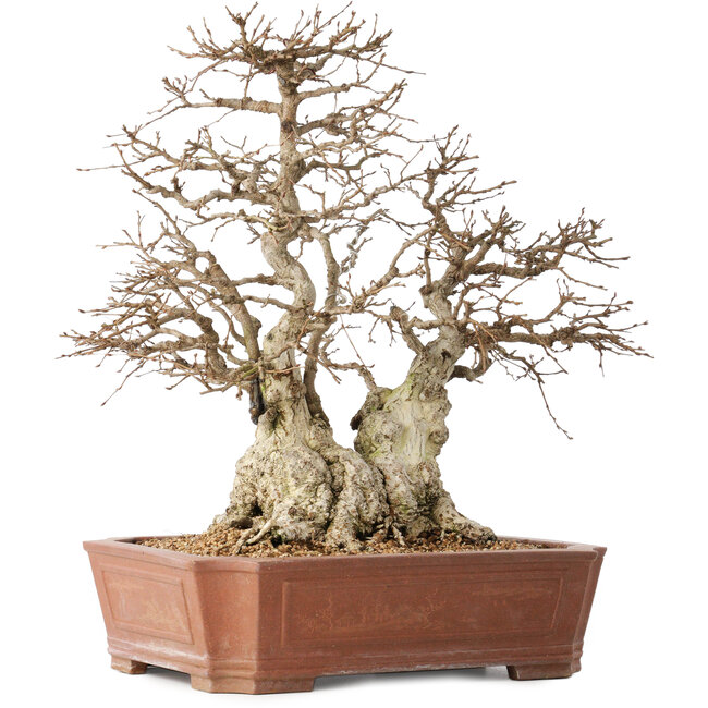 Carpinus coreana, 45 cm, ± 50 Jahre alt, in einem Topf mit einem kleinen Abplatzer am Rand