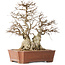 Carpinus coreana, 45 cm, ± 50 years old, in a pot with a small chip of the edge