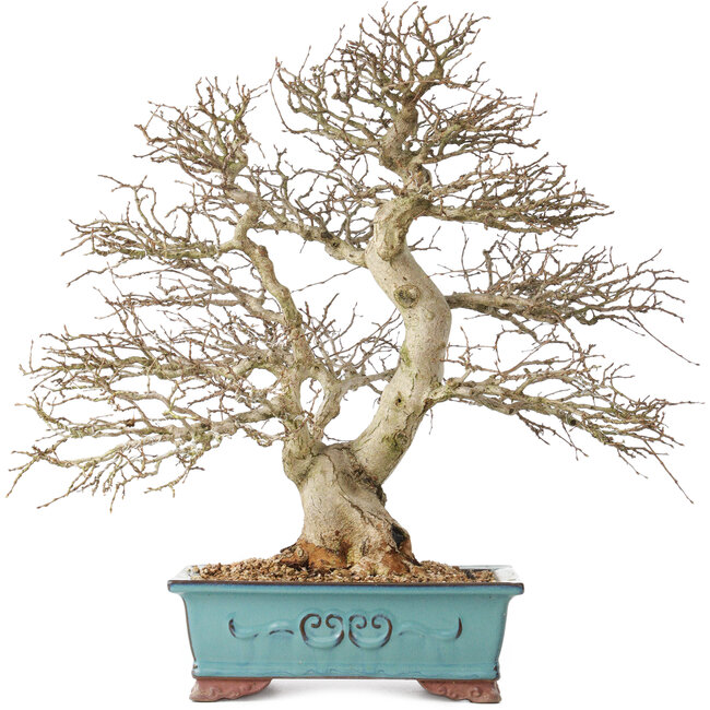 Carpinus coreana, 48 cm, ± 40 ans, avec une belle ramification