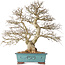 Carpinus coreana, 48 cm, ± 40 ans, avec une belle ramification
