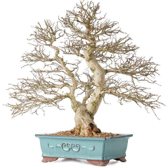 Carpinus coreana, 48 cm, ± 40 years old, with a beautiful ramification