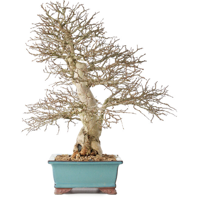 Carpinus coreana, 48 cm, ± 40 años, con una hermosa ramificación.