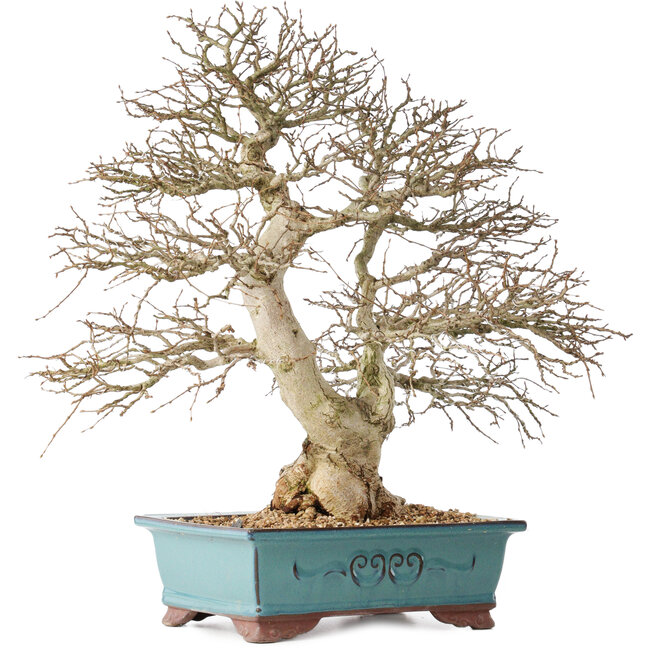 Carpinus coreana, 48 cm, ± 40 Jahre alt, mit schöner Verzweigung