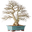 Carpinus coreana, 48 cm, ± 40 ans, avec une belle ramification