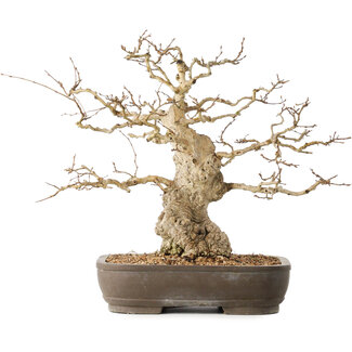 Carpinus coreana, 36 cm, ± 50 anni
