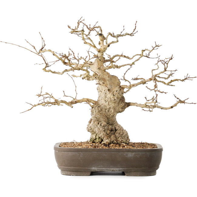Carpinus coreana, 36 cm, ± 50 jaar oud