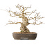 Carpinus coreana, 36 cm, ± 50 jaar oud