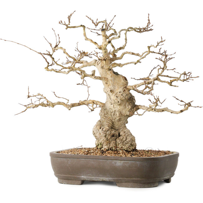 Carpinus coreana, 36 cm, ± 50 ans