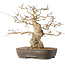 Carpinus coreana, 36 cm, ± 50 jaar oud