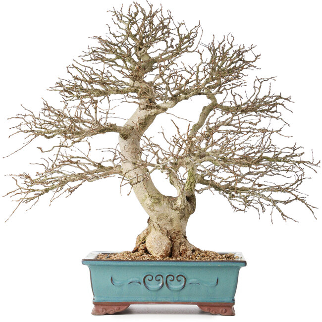 Carpinus coreana, 48 cm, ± 40 años, con una hermosa ramificación.