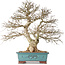 Carpinus coreana, 48 cm, ± 40 ans, avec une belle ramification