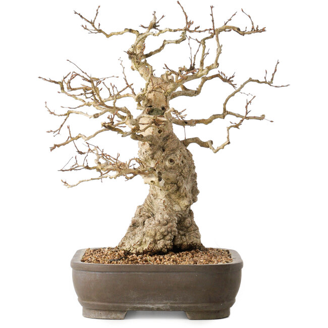 Carpinus coreana, 36 cm, ± 50 ans