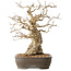 Carpinus coreana, 36 cm, ± 50 ans