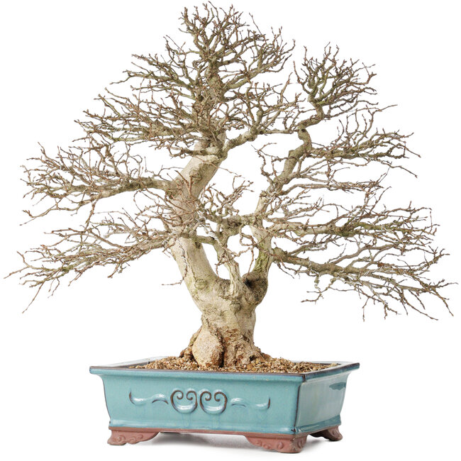 Carpinus coreana, 48 cm, ± 40 years old, with a beautiful ramification