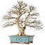 Carpinus coreana, 48 cm, ± 40 years old, with a beautiful ramification