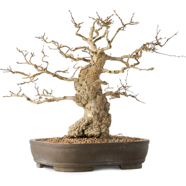 Carpinus coreana, 36 cm, ± 50 jaar oud
