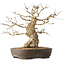 Carpinus coreana, 36 cm, ± 50 ans