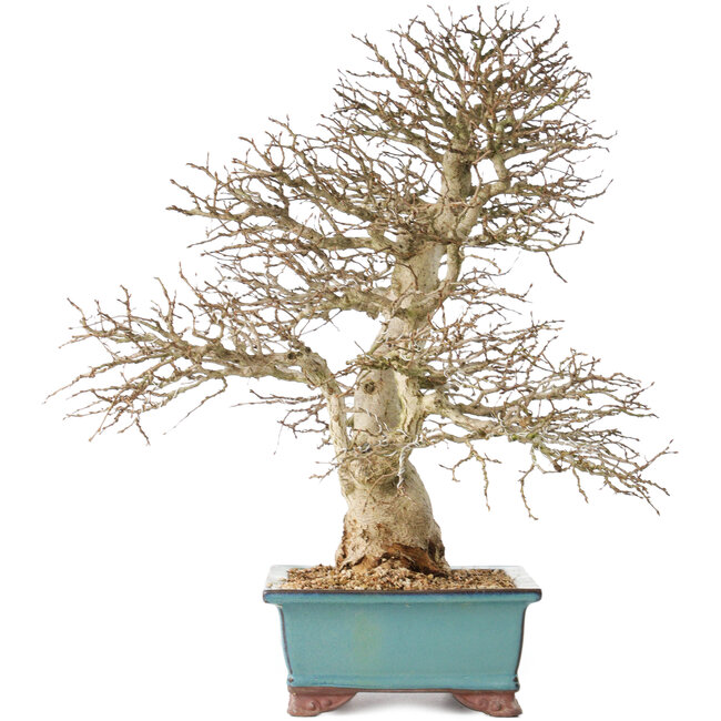 Carpinus coreana, 48 cm, ± 40 jaar oud, met een mooie vertakking
