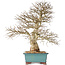 Carpinus coreana, 48 cm, ± 40 years old, with a beautiful ramification