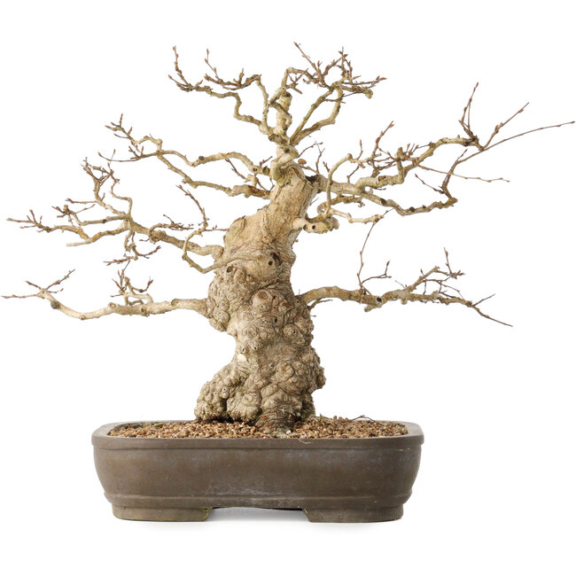 Carpinus coreana, 36 cm, ± 50 jaar oud