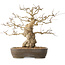 Carpinus coreana, 36 cm, ± 50 jaar oud