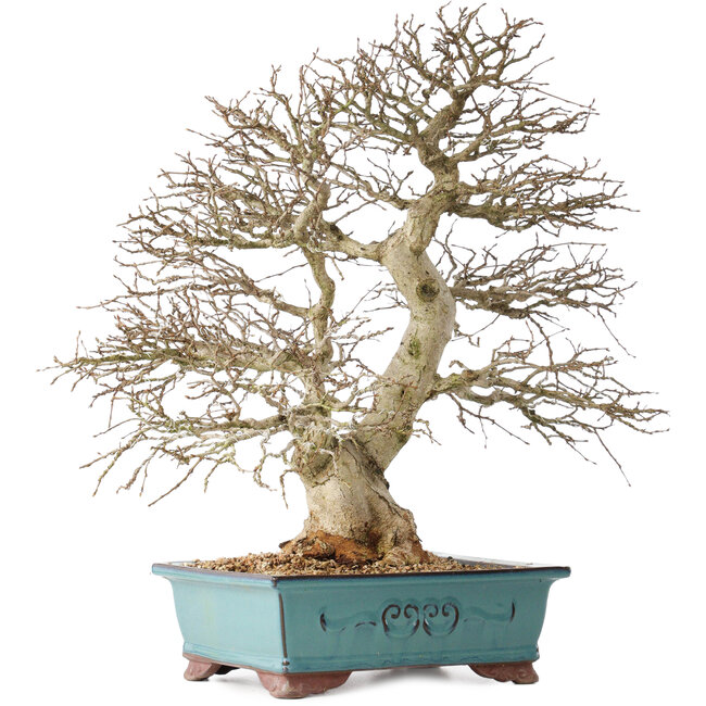 Carpinus coreana, 48 cm, ± 40 anni, con una bella ramificazione
