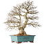 Carpinus coreana, 48 cm, ± 40 years old, with a beautiful ramification