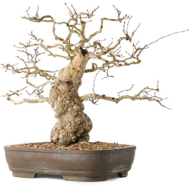 Carpinus coreana, 36 cm, ± 50 ans