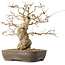 Carpinus coreana, 36 cm, ± 50 jaar oud